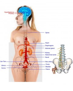 Female-dantien1-30