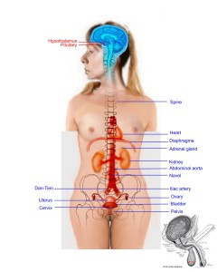 Female-testis