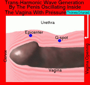 Note: The G-spot is a zone which contains the sensory neurons supplied by the vagus nerve (the tenth cranial nerve or CN X) wandering into the pelvic cavity outside the spinal cord, the somatic nerve in the spinal discs (T12 - L2) and the sacral segments (S2-S4), the sympathetic nerve in (T12 - L2), and the parasympathetic nerve in (S2–S4). Inside the vagina from the G-spot to the fornix vagina and the cervix, the vagina canal is predominantly composed of smooth muscle, where the nervous sensing and control are dominated by the vagus nerve, the sympathetic nerve and the parasympathetic nerve. From the vagial orifice to the G-spot, the outer vaginal section is predominantly composite of skeletal muscle, where the somatic nerve is dominant, with a layer of smooth muscle around the urethra orifice. Noticeably, the nervous supply in the smooth muscle is provided by the vagus nerve, the sympathetic nervous system, and parasympathetic nervous system.