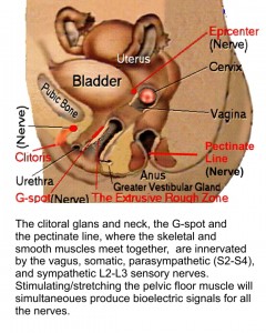 female genital-anus